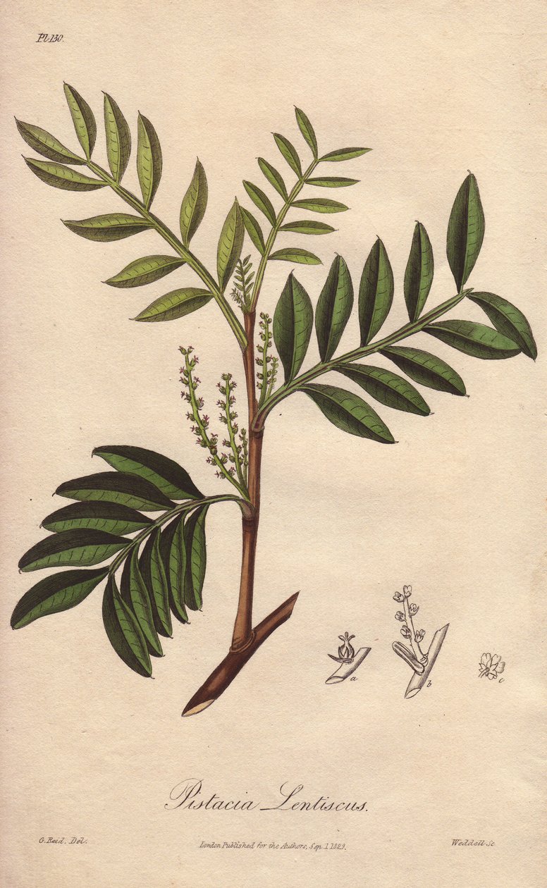 Pistacia lentiscus (Pistacia lentiscus) - Starkt vatten av William Clarke för att illustrera "Medical Botanical, Description of the Medicinal Plants of London, Edinburgh and Dublin" av John Stephenson och James Morss Churchill, publicerad i London av John  av Unbekannter Künstler