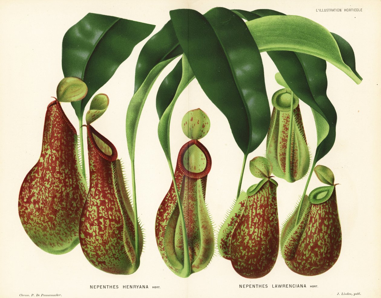 Sorter av krukväxter, Nepenthes-arter (Nepenthes henryana, Nepenthes lawrenciana). Kromolitografi av P. de Pannemaeker från Jean Lindens l