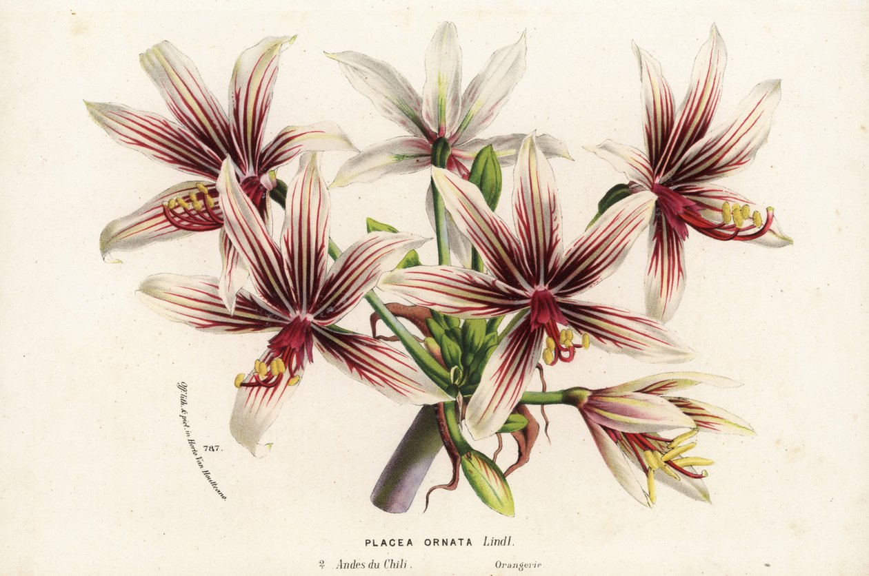 Placea ornata, inhemsk i Chile. Handkolorerad litografi från Louis van Houtte och Charles Lemaires Flowers of the Gardens and Hothouses of Europe, Flore des Serres et des Jardins de l