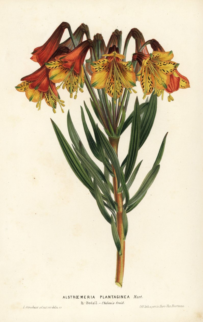 Alstroemeria med groblad, Alstroemeria plantaginea. Brasilien. Handkolorerad litografi av L. Stroobant från Louis van Houtte och Charles Lemaires Flowers of the Gardens and Hothouses of Europe, Flore des Serres et des Jardins de l