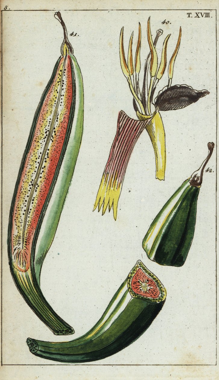 Groblad, Musa x paradisiaca. av Unbekannter Künstler