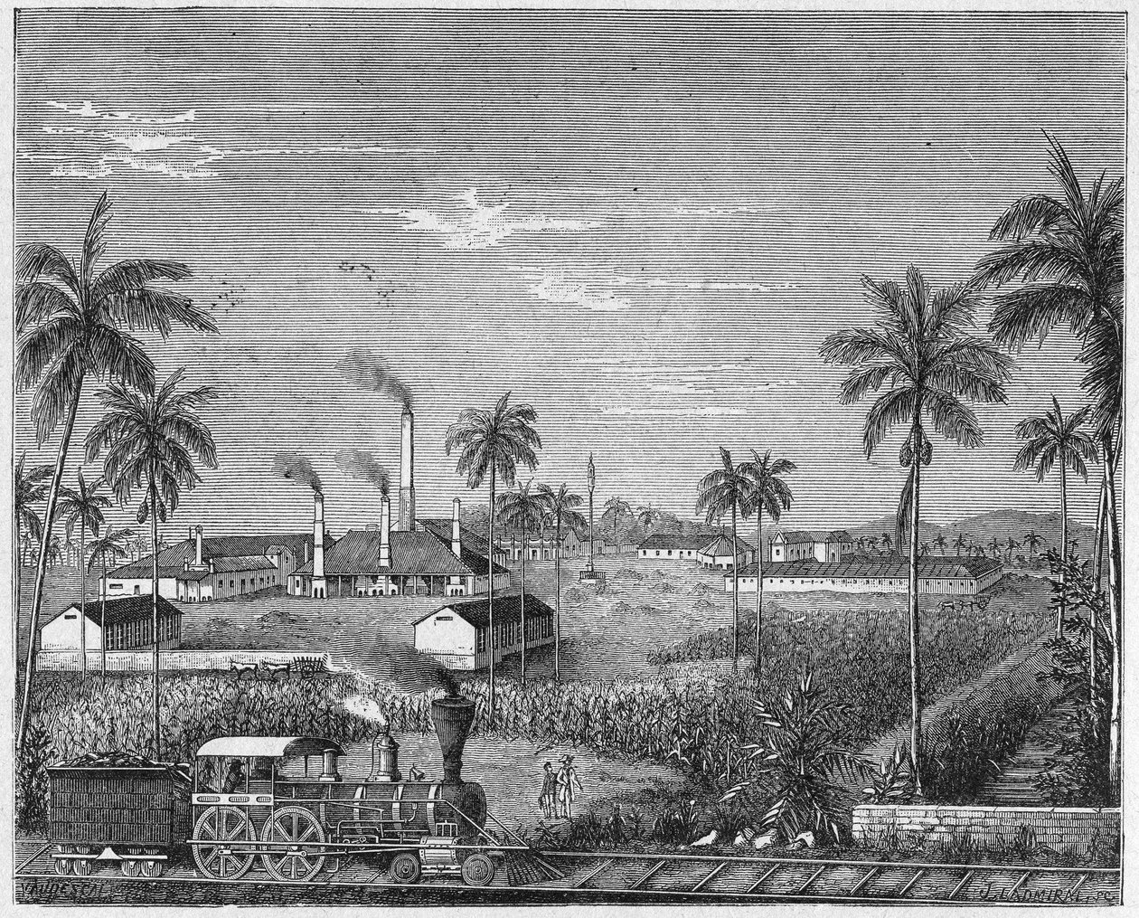 Sockerrörsplantage på Kuba, ca 1880 (gravyr) av Unbekannter Künstler