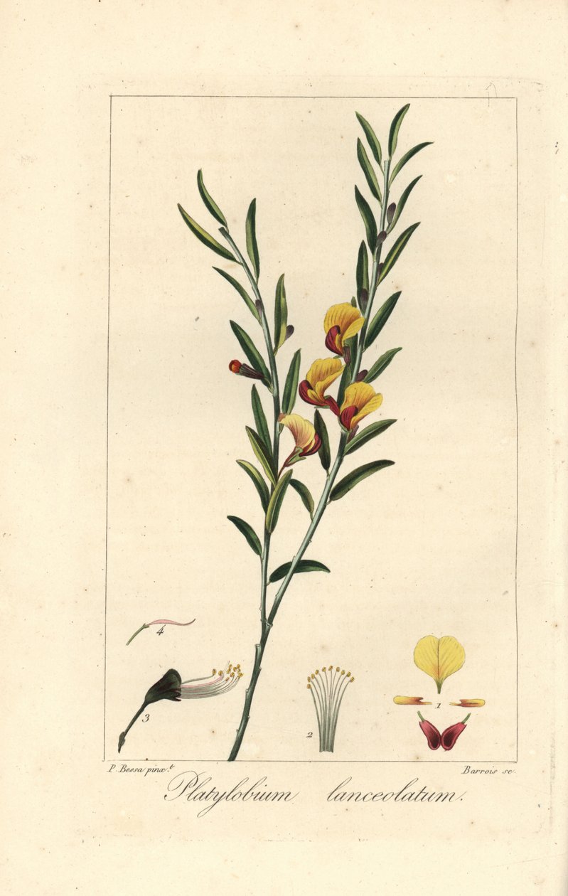 Platylobium lanceolatum, inhemsk i Australien. Handkolorerad stickelgravyr på koppar av Barrois efter en botanisk illustration av Pancrace Bessa från Mordant de Launays "Herbier General de l