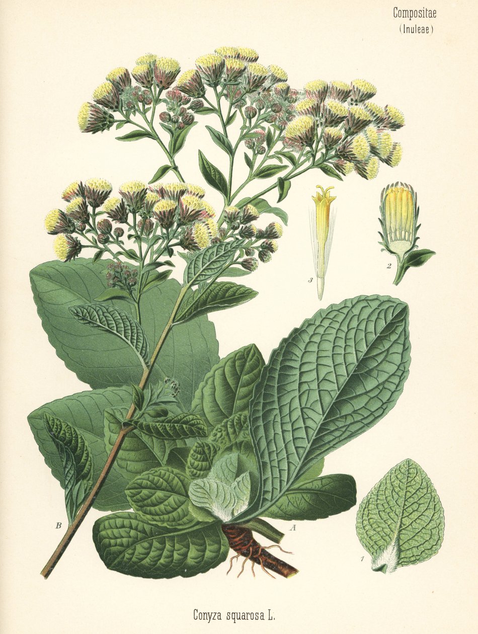 Plogmans spikklubba, Inula conyza (Conyza squarrosa). Kromolitografi efter en botanisk illustration från Hermann Adolph Koehler