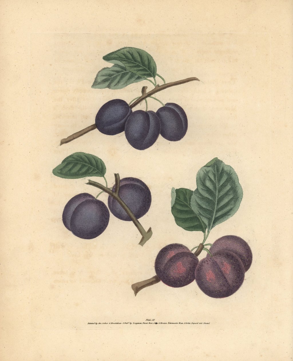 Plommonsorter, Prunus domestica: Tours, Lawrane
