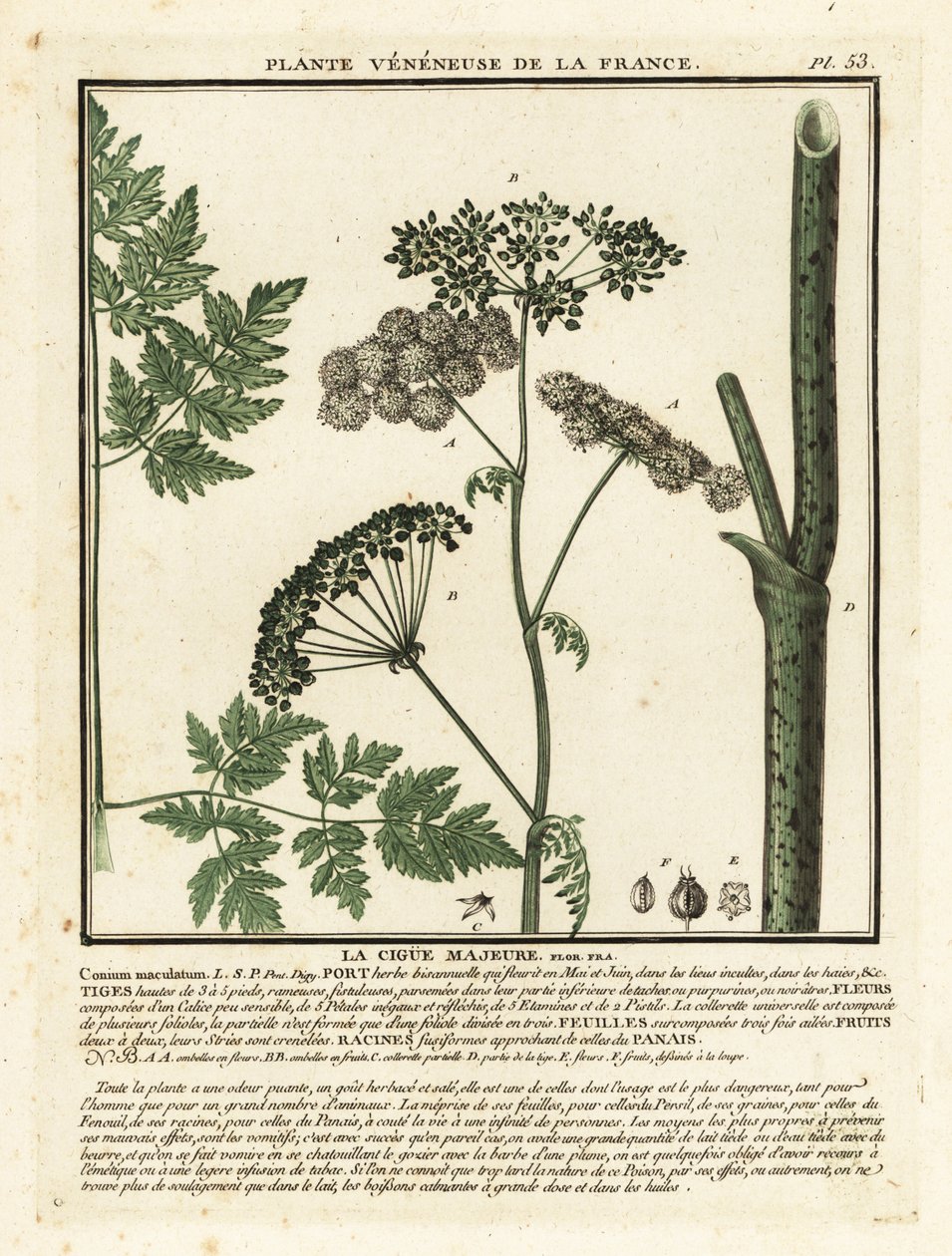 Gifthöna, Conium maculatum. av Unbekannter Künstler