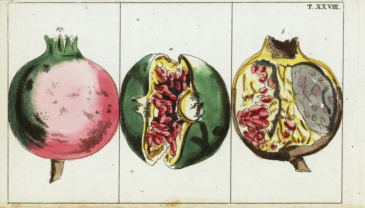 Granatäpplefrukt, Punica granatäpple. av Unbekannter Künstler