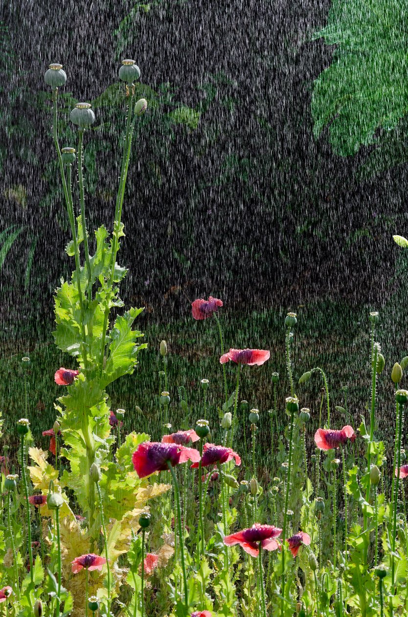 Vallmo (Papaver somniferum) blommor och fröhuvuden i sommarregn, Gower, södra Wales (foto) av Unbekannter Künstler