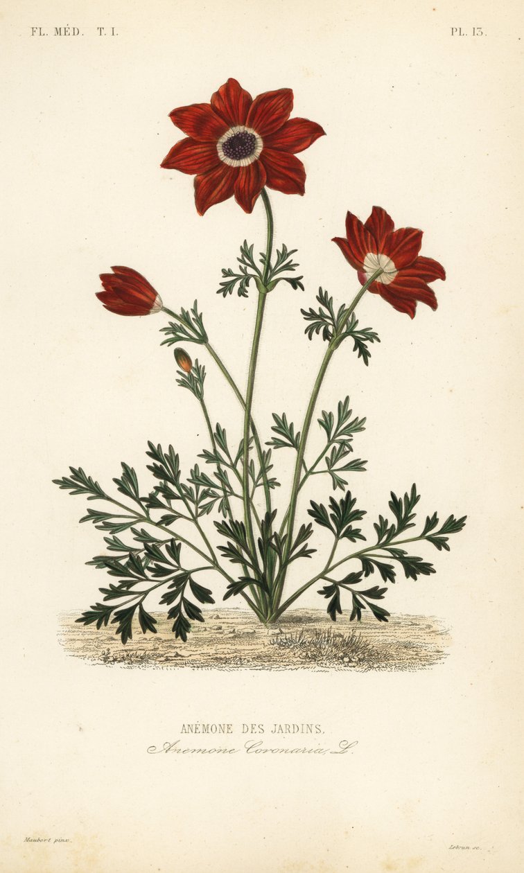 Vallmo anemon eller spansk ringblomma, Anemone coronaria, Anemone des jardins av Unbekannt