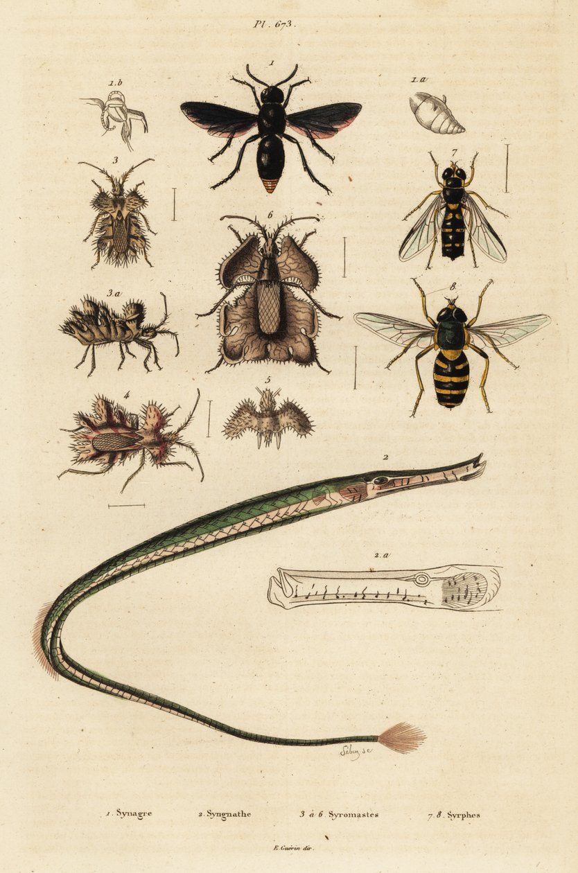 Pottergeting, pipfisk, gyllene äggkryp och svävfluga., 1834-1839 (gravyr) av Unbekannter Künstler