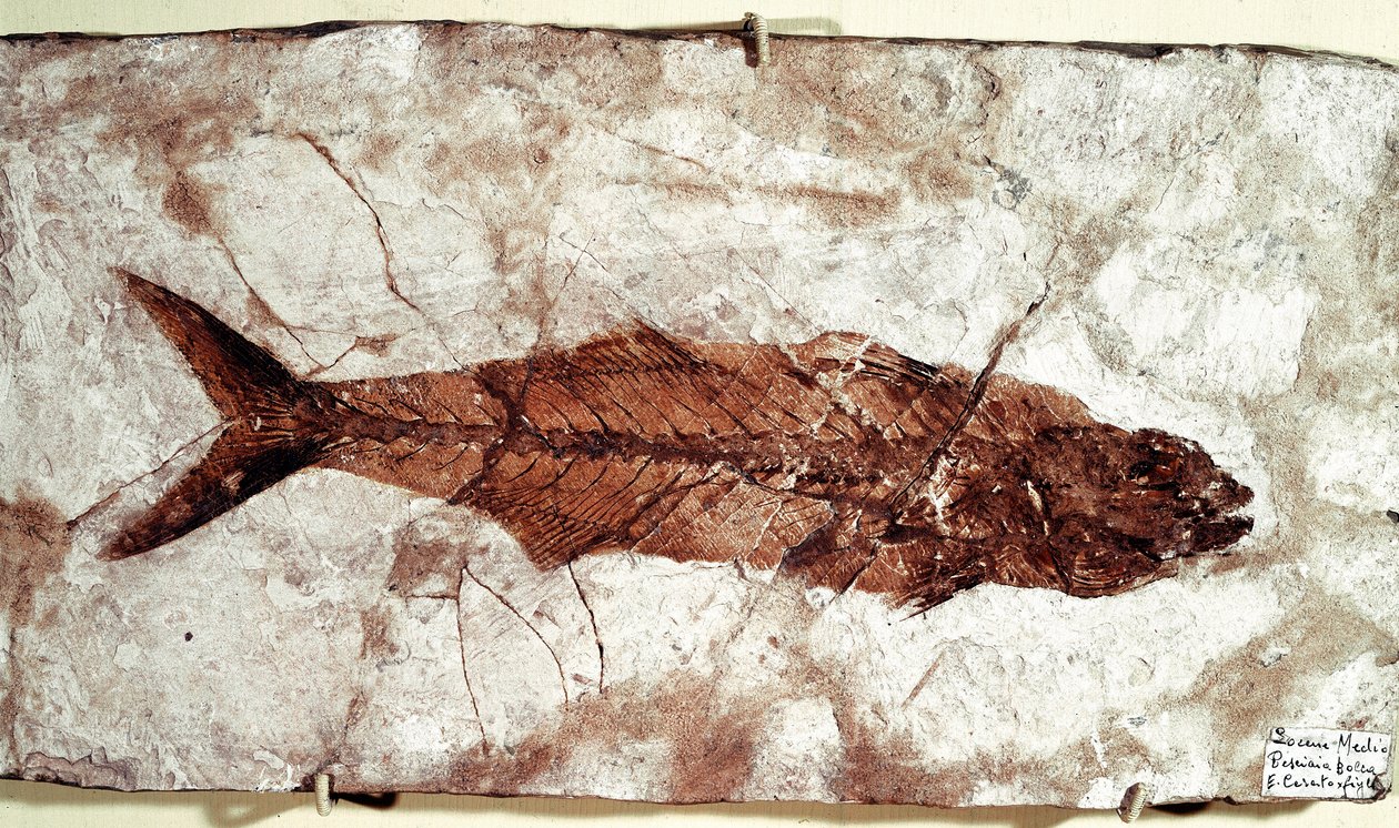 Förhistoria: Sgomber Speciosus fiskfossil från platsen för berget Bolca av Unbekannt