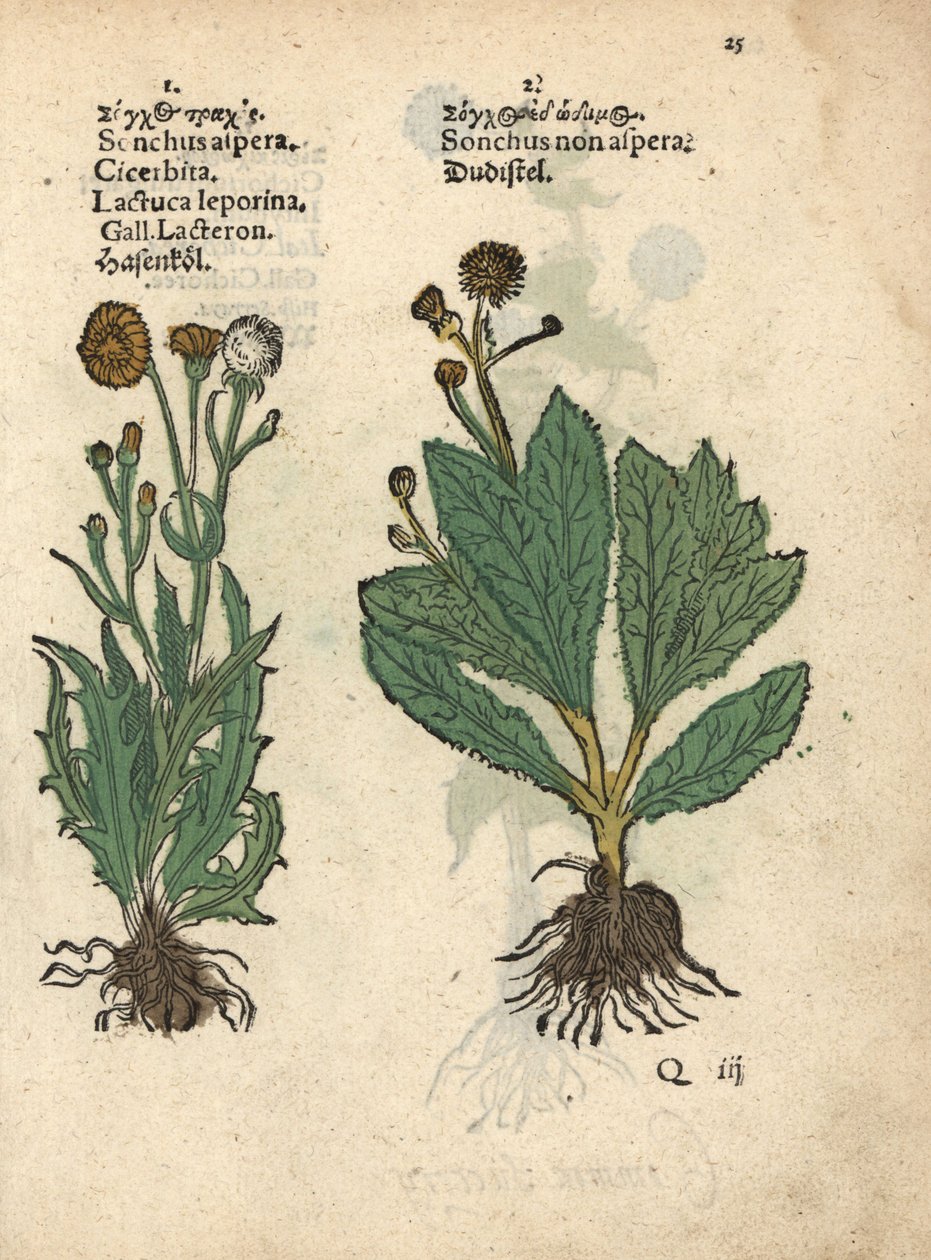 Prickig jordtistel, Sonchus asper, och slät jordtistel, Sonchus oleraceus Handkolorerat träsnitt av en botanisk illustration från Adam Lonicers Krauterbuch, eller Herbal, Frankfurt av Unbekannter Künstler