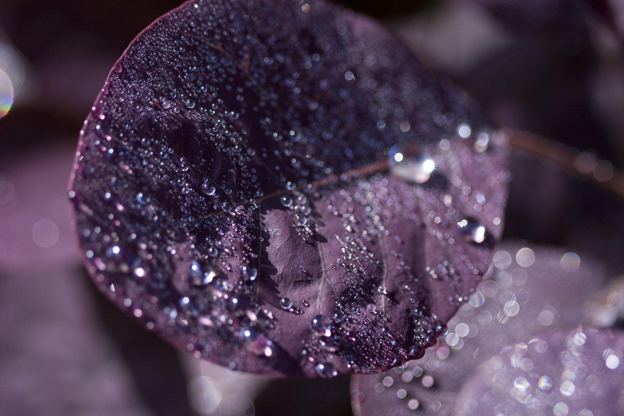 Purple Leaves III (foto) av Unbekannter Künstler
