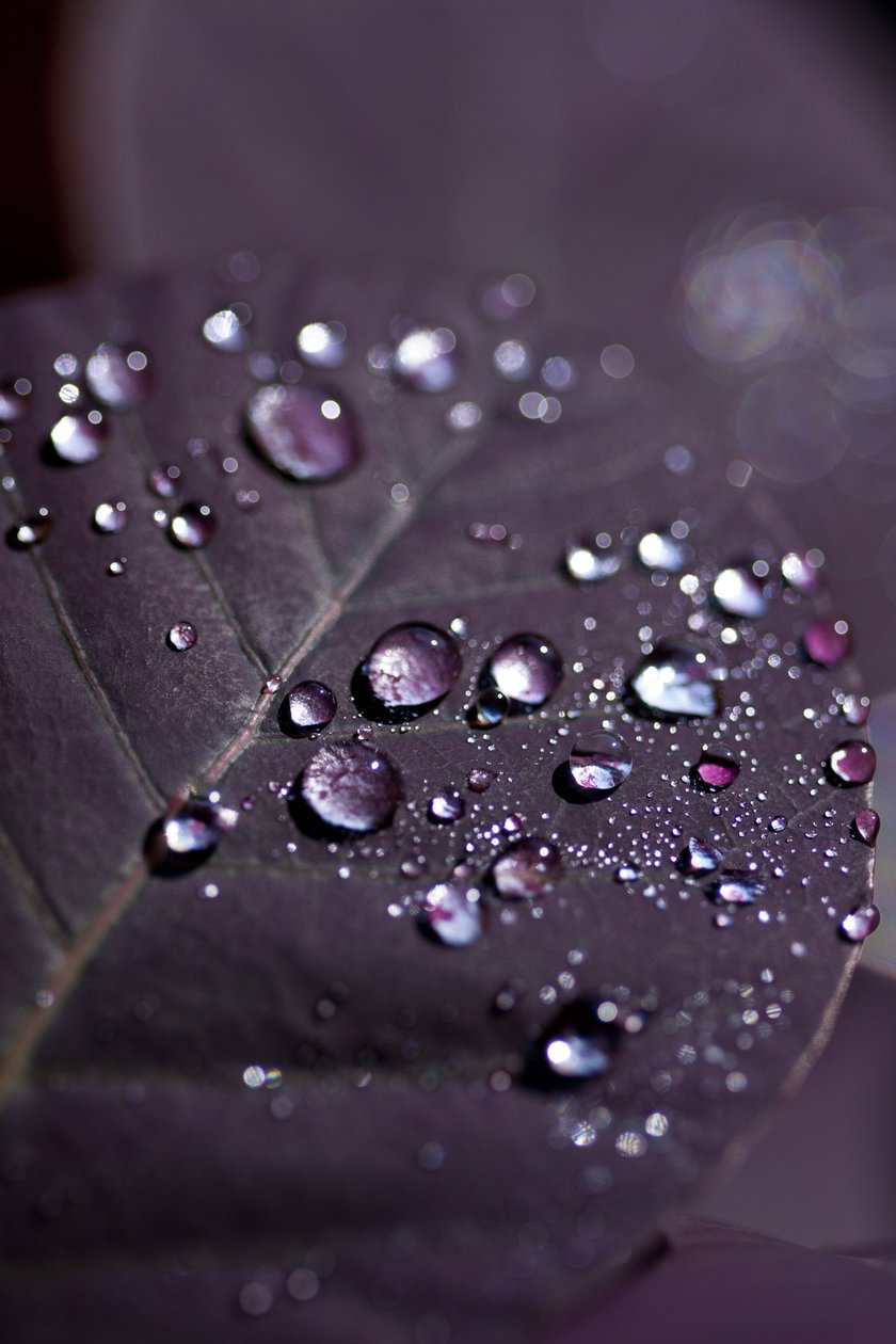 Purple Leaves II (foto) av Unbekannter Künstler