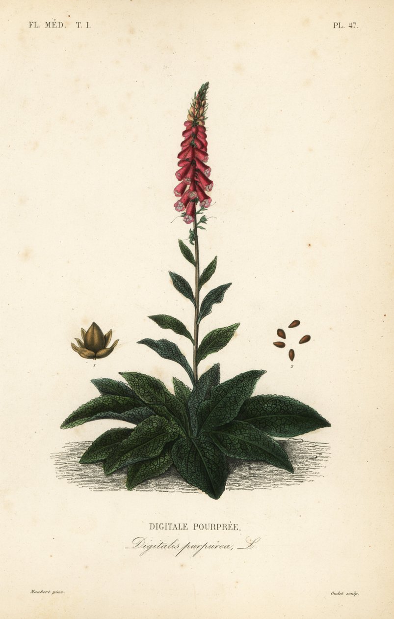 Lila fingerborgshandske eller damhandske, Digitalis purpurea, Digitale pourpre av Unbekannt
