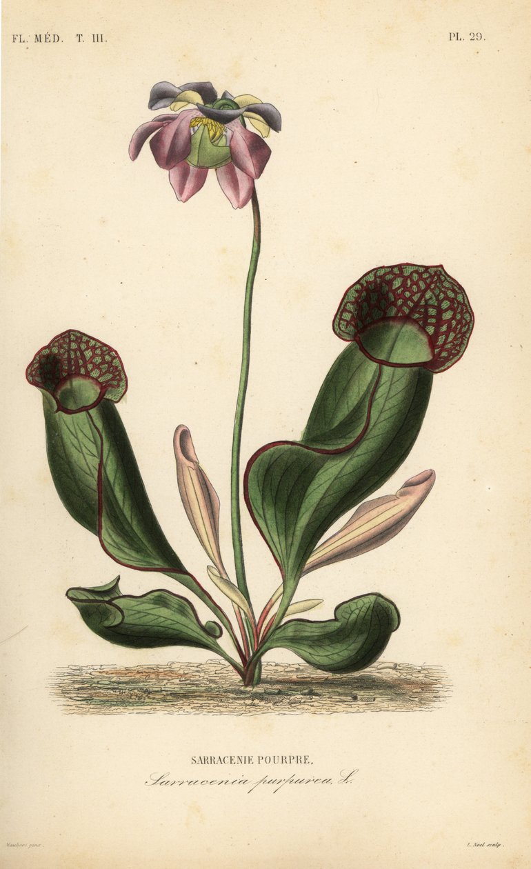 Lila kannaväxt eller sidosadelblomma, Sarracenia purpurea, Sarracenie pourpre av Unbekannt
