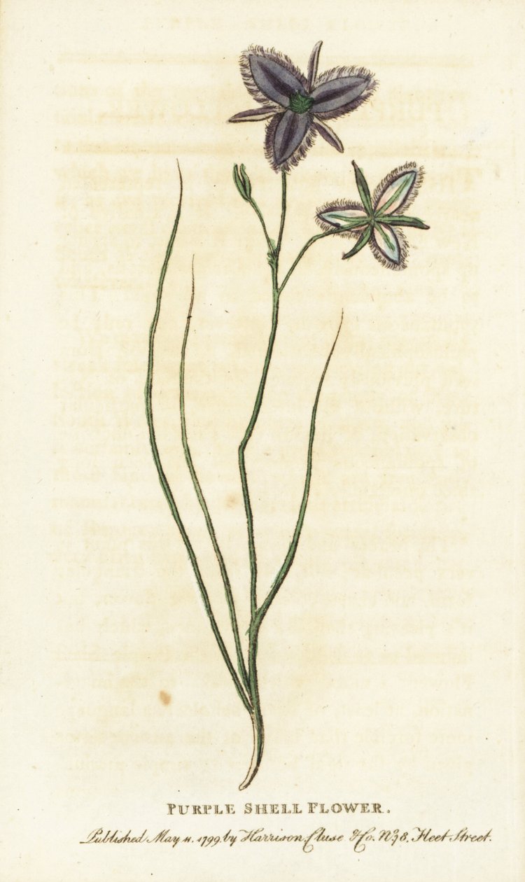 Lila skalblomma från New South Wales, Australien. Kanske en fantasiblomma som tillverkats av en konstgjord florist Handkolorerat kopparstick från "The Naturalist