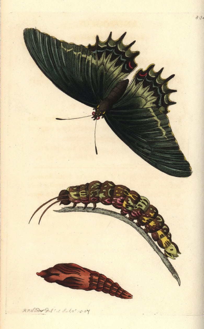 Androgeusfjäril, Papilio androgeus, med larv och puppa. Illustration ritad och graverad av Richard Polydore Nodder. Handkolorerat kopparstick från George Shaw och Frederick Nodders The Naturalist