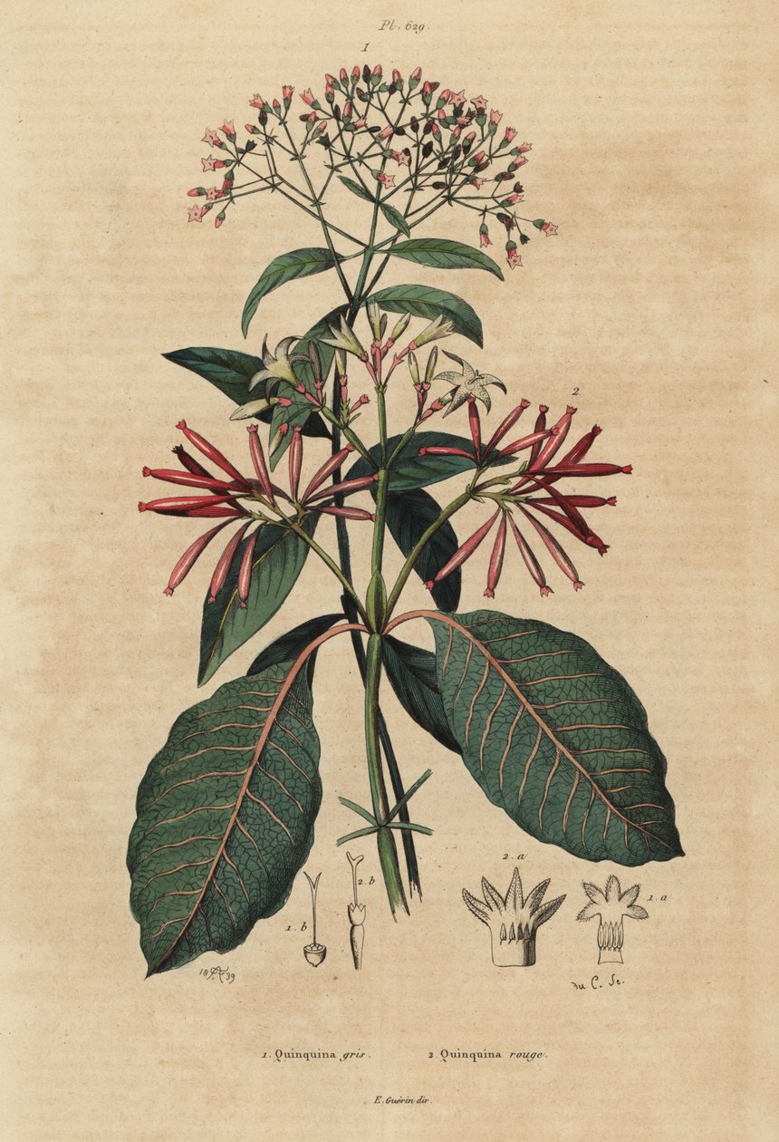 Kinin, Cinchona officinalis 1 och Ladenbergia oblongifolia, sårbar, 2 av Unbekannt