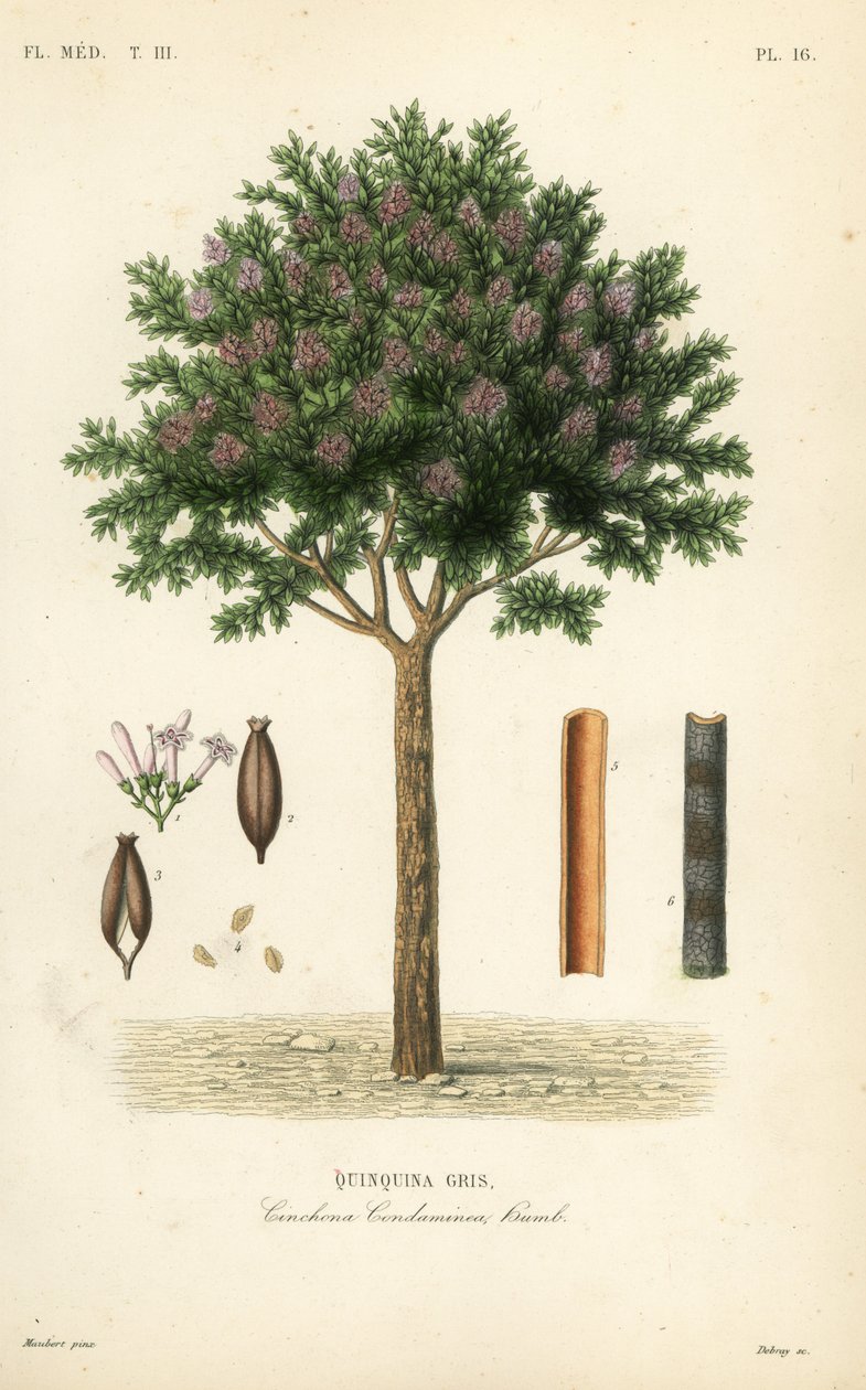 Kinin- eller cinchonabark, Cinchona officinalis, Cinchona condaminea, Quinquina gris av Unbekannt