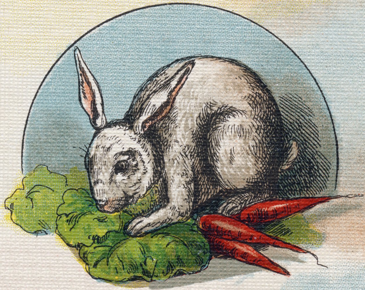 Kanin äter en morot. Gravyr i "Alphabet de ma petite fille". Bernardin-Bechet och Fils, bokhandlare-förlag, Paris, omkring 1895. Okrossbart album på duk. Bibliotheque des Bebes. 12 sidor. Album som innehåller en läsmetod och en illustrativ a av Unbekannt