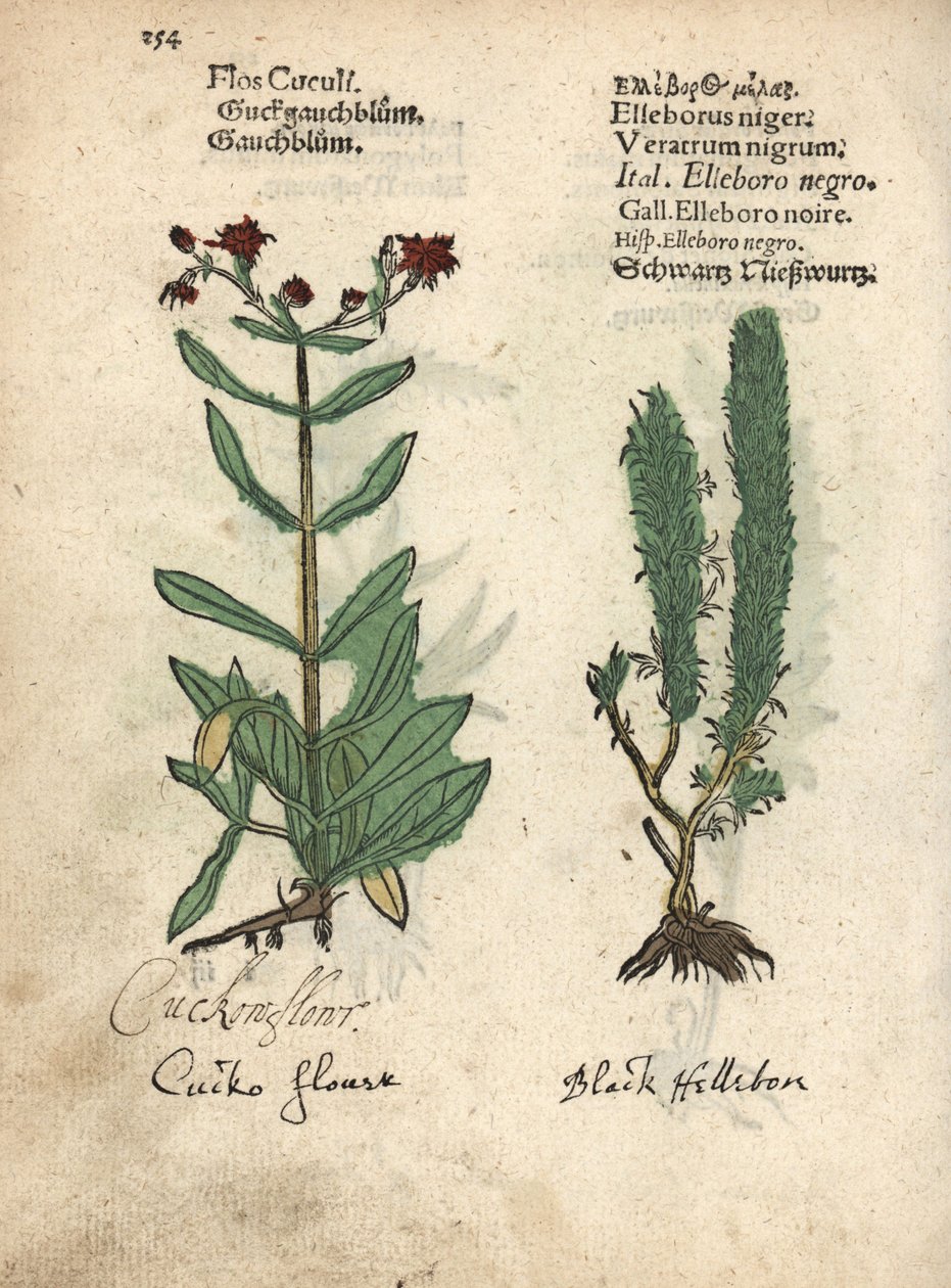 Trasig rödhake, Lychnis flos-cuculi, och svart falsk helleborre, Veratrum nigrum. Handkolorerat träsnitt av en botanisk illustration från Adam Lonicers Krauterbuch, eller Herbal, Frankfurt av Unbekannter Künstler