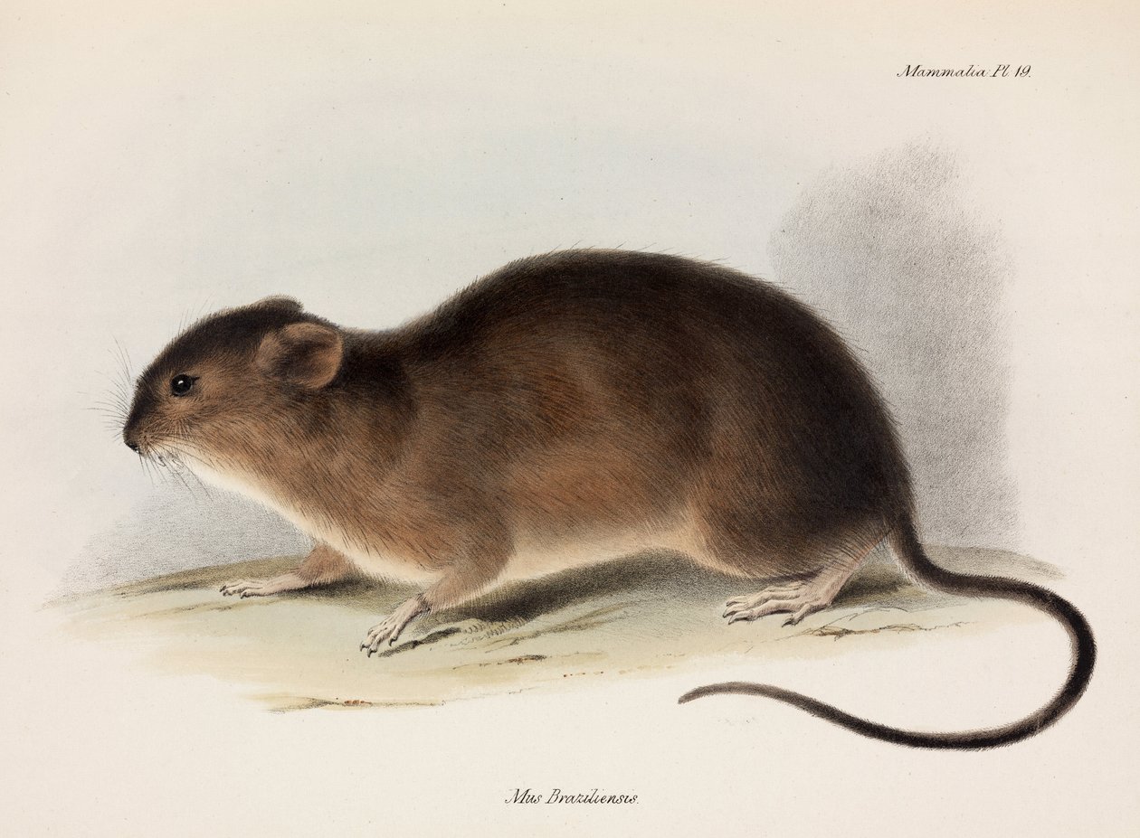 Rat, Sydamerika, ca 1832-1836 av Unbekannt