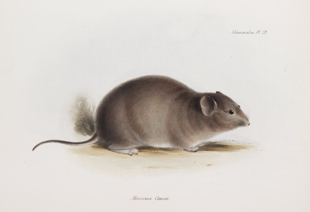 Råtta, c 1832-1836 av Unbekannter Künstler