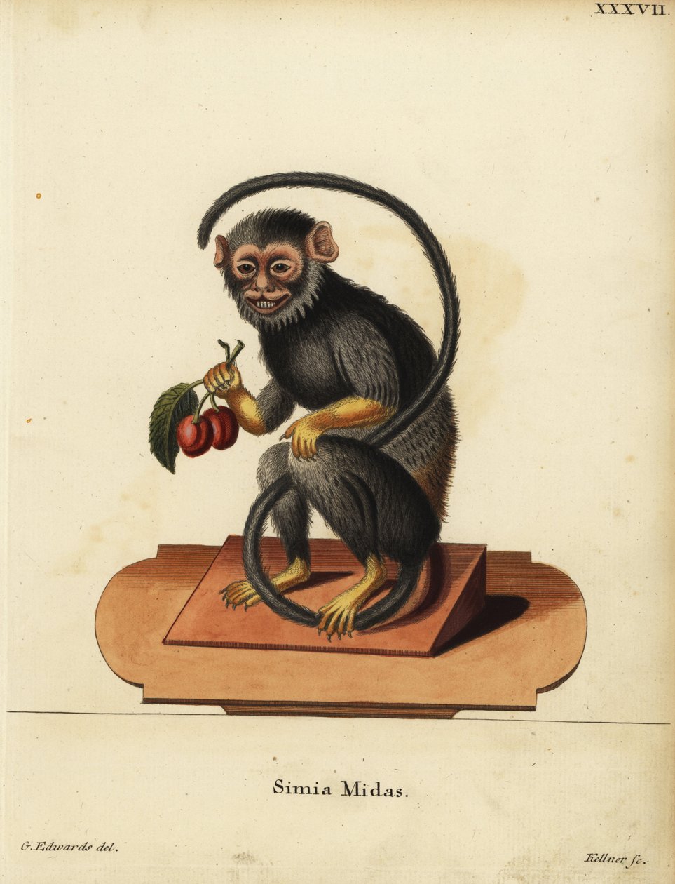 Rödhänt eller guldhänt tamarin, Saguinus midas. Simia midas. Handkolorerat kopparstick av Joseph Kellner efter en illustration av George Edwards ur Johann Christian Daniel Schrebers Animal Illustrations after Nature, eller Schrebers Fantastic av Unbekannter Künstler