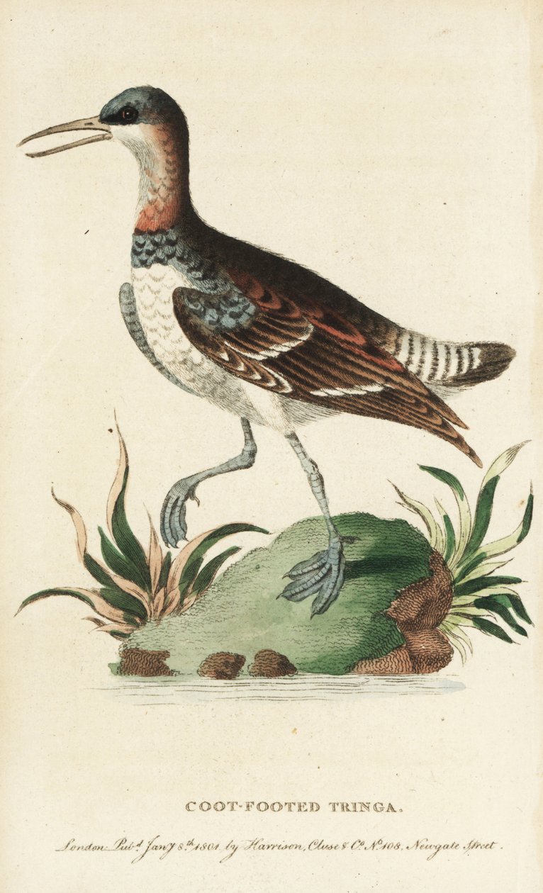 Rödhalsad phalarope, Phalaropus lobatus. (Coot-footed tringa) Illustration kopierad från George Edwards. Handkolorerat kopparstick från "The Naturalist