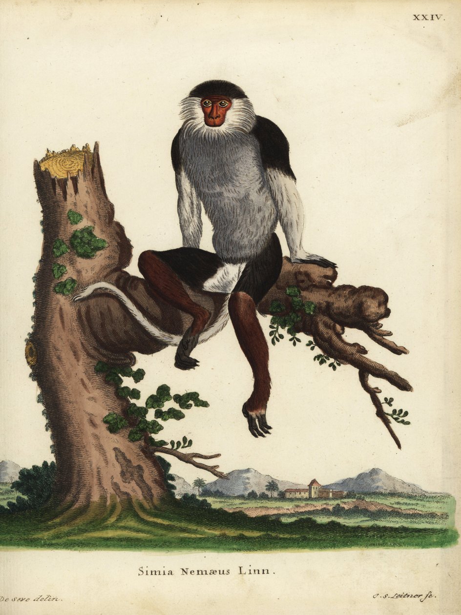 Rödskankad douc, Pygathrix nemaeus. Utrotningshotad. Simia nemaeus Linn. Handkolorerat kopparstick av Johann Sebastian Leitner efter en illustration av Jacques de Seve ur Johann Christian Daniel Schrebers Animal Illustrations after Nature, eller Schre av Unbekannter Künstler