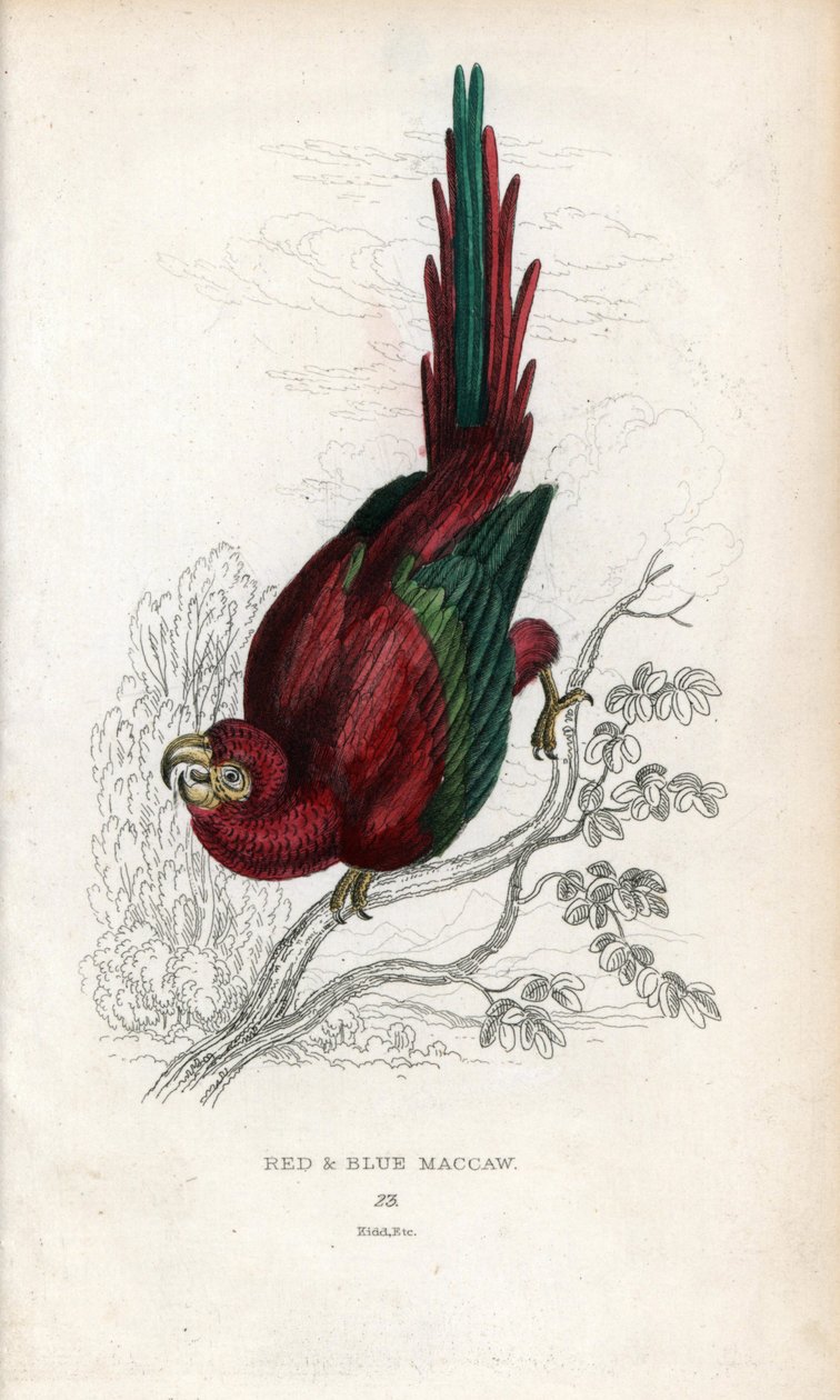 Röd ara eller Macau ara. Psittacus macao. Litografi av Joseph Kidd, baserad på en teckning av John Audubon, i Miscellany of Natural History: Parrots, Sir Thomas DiK Lauder and Captain Thomas Brown, utgiven i Edinburgh, Skottland, 1833. av Unbekannter Künstler