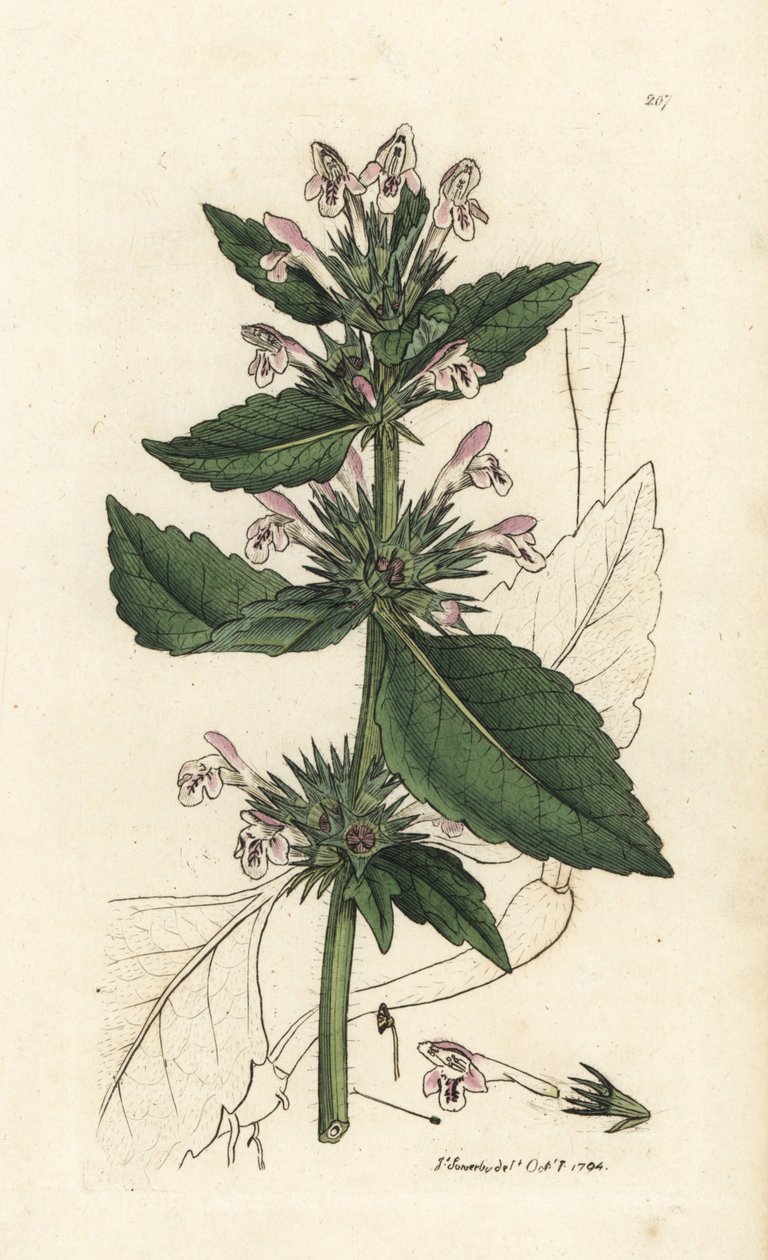 Röd hampnässla, Galeopsis tetrahit (Röd nässla) Handkolorerat kopparstick av James Sowerby från James Smith