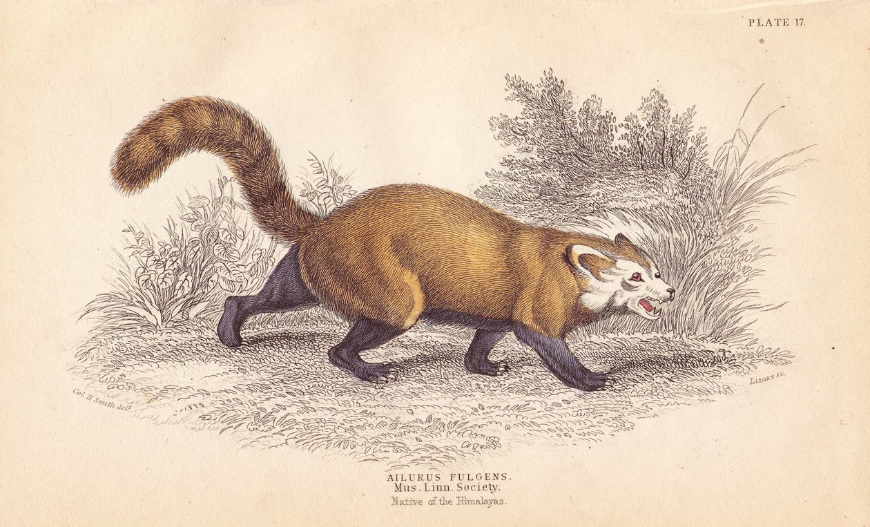 Röd panda, Ailurus fulgens. Sårbar. Från ett exemplar i Linnean Societys museum. Handkolorerat stålstick av Lizars efter en illustration av Charles Hamilton Smith från William Jardine