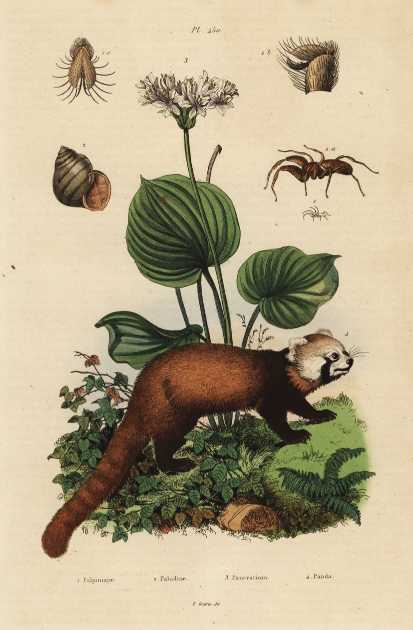 Red Panda, Ilurus fulgens, Endangered ౪, Northern Christmas Lily, Professional Ambivalence Three. Floden Chanel, Viviparus viviparous ౧ och spindel, Palpimanus-arter av Unbekannt