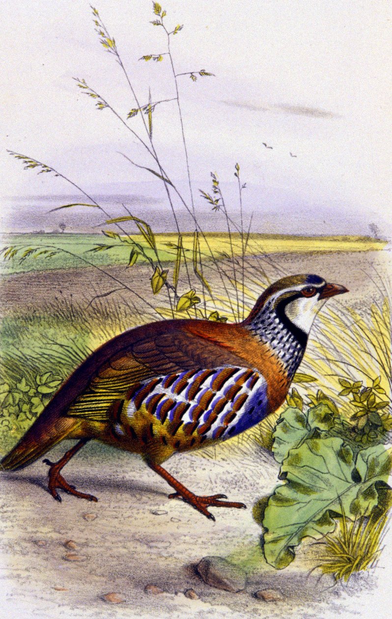Röd rapphöna, ca 1850 (litografi) av Unbekannter Künstler