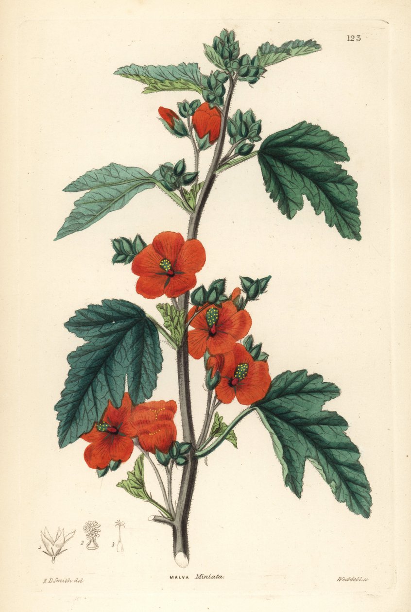 Rödlila - Globmallow, Sphaeralcea miniata (Malva miniata, malva med lilablommande blommor). Handkolorerat kopparstick av Weddell efter Edwin Dalton Smith från John Lindley och Robert Sweet