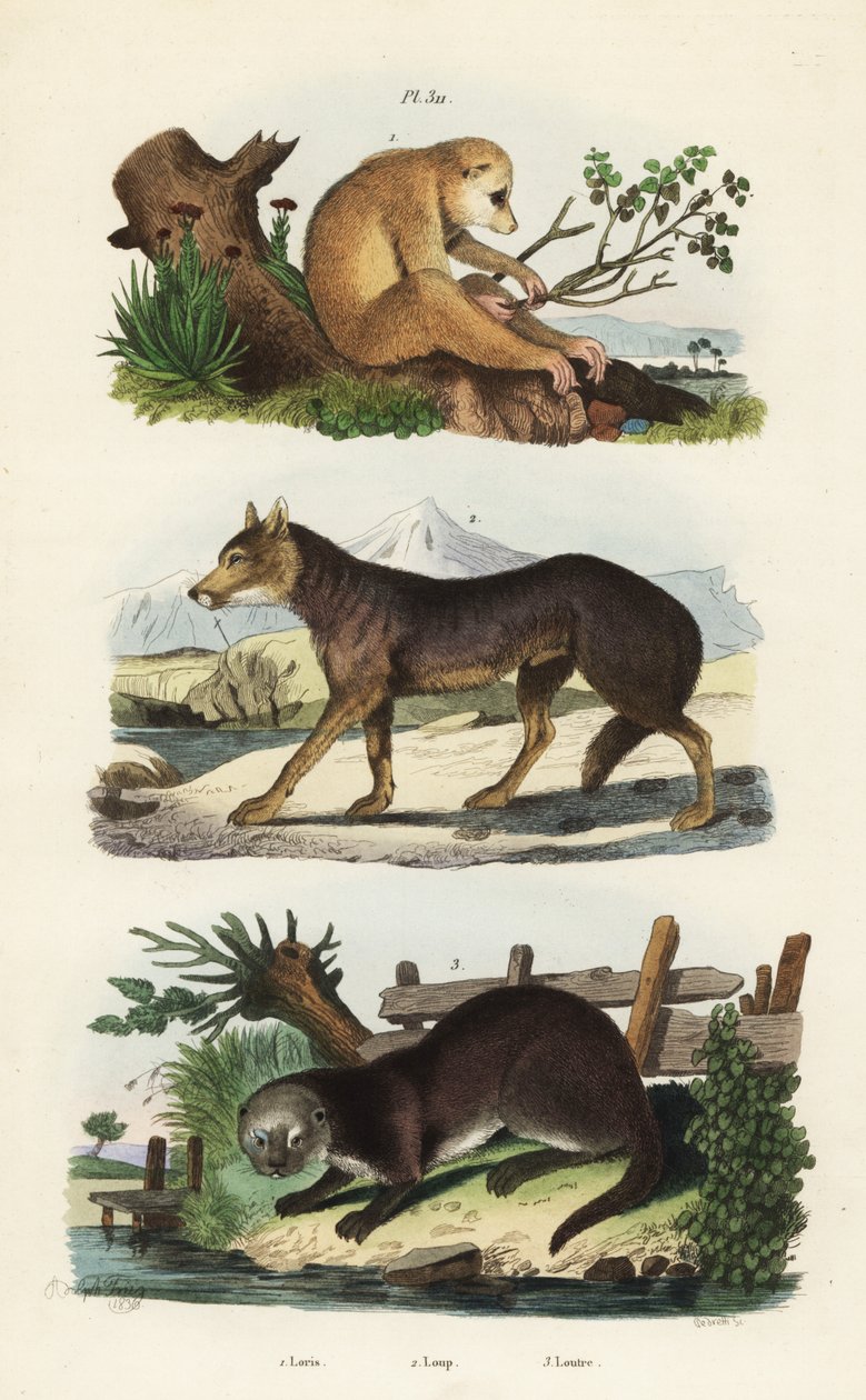 Röd slank loris, Loris tardigradus hotad 1, varg, Canis lupus 2 och Eurasian utter, Lutra lutra 3 av Unbekannt