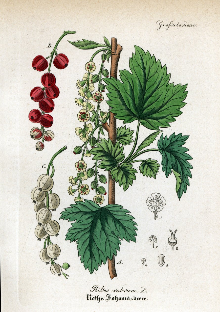 Röd vinbär, Ribes rubrum. Handkolorerat kopparstick från Dr. Willibald Artus