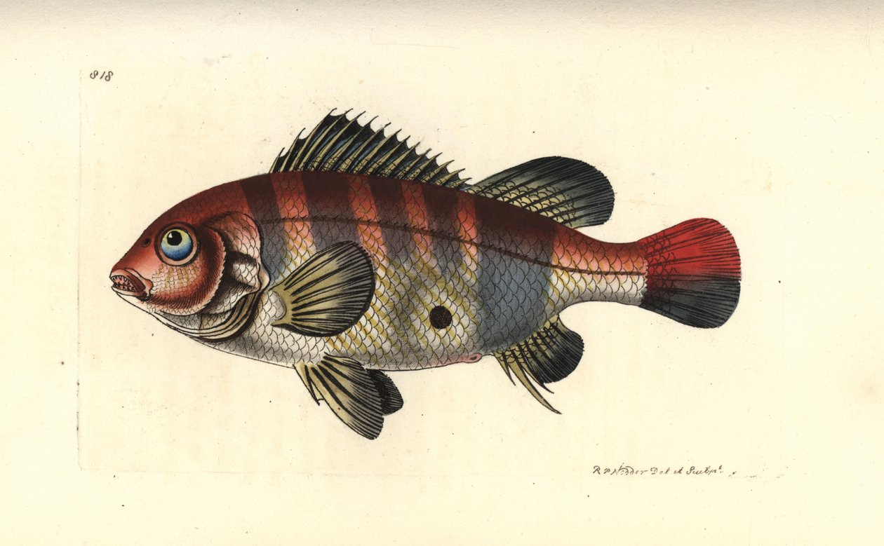 Rödstrimmig öronfisk, Geophagus surinamensis (Surinam sparus, Sparus surinamensis). Illustration ritad och graverad av Richard Polydore Nodder. Handkolorerat kopparstick från George Shaw och Frederick Nodders The Naturalist