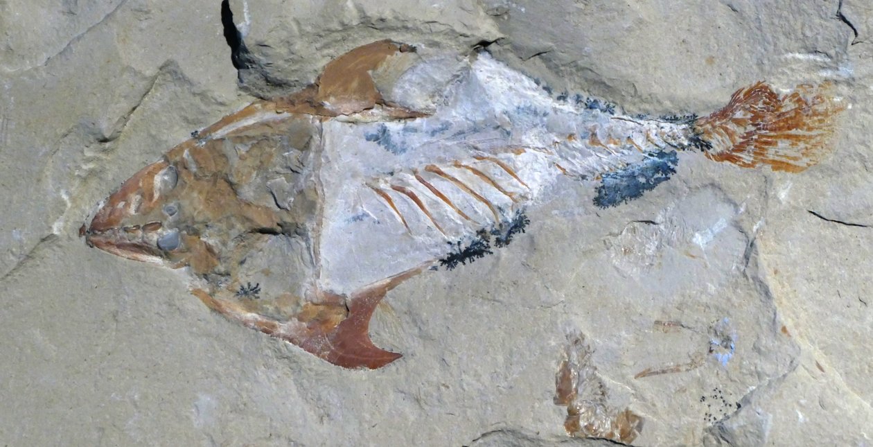 Rester av ett djur som bevarats som fossil av Unbekannter Künstler