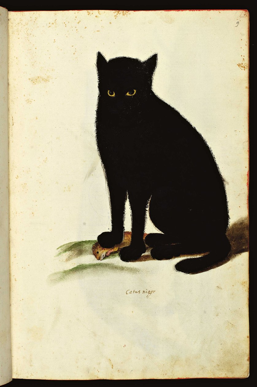 Framställning av en svart katt. Illustrerat diagram av ett manuskript av Natural History on Animals, Fonds Ulisse Aldrovandi, University Bibl., ed. 1603. av Unbekannter Künstler