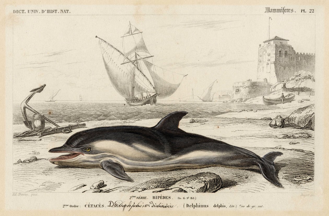 Delfin i "Dictionnaire Universale d