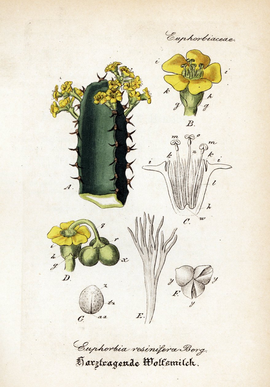 Hartssporre, Euphorbia resinifera. Handkolorerat kopparstick från Dr. Willibald Artus