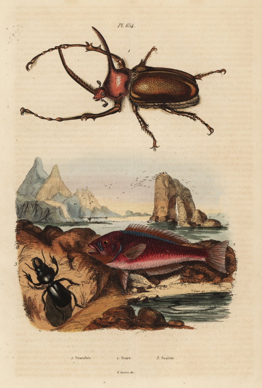 Rhinoceros scarab skalbagge, Golofa porteri 1, kretensisk ärrfisk, Scarus creticus 2 och Scarites buparius skalbagge 3 av Unbekannt