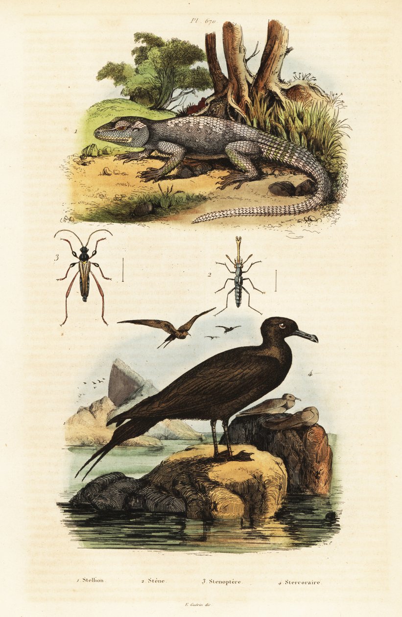 Rock agama och parasitisk jaeger., 1834-1839 (gravyr) av Unbekannter Künstler