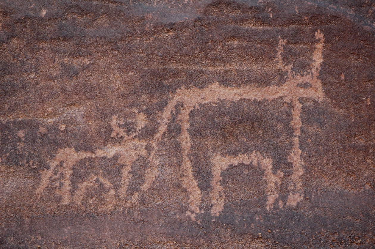 Stenkonst, förhistoria: Gravering av en ko och dess kalv i Uweinat-massivet, Egypten. (Period från 8000 till 3000 år f.Kr.). Fotografi av Unbekannt