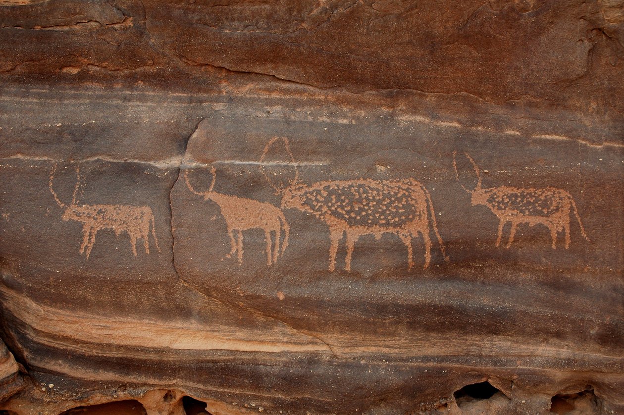 Stenkonst, förhistoria: Gravering av fyra nötkreatur i Uweinat-massivet, Sudan (Karkur-Talh eller Karkur Talh). Period från 8000 till 3000 år f.Kr. Fotografi av Unbekannt