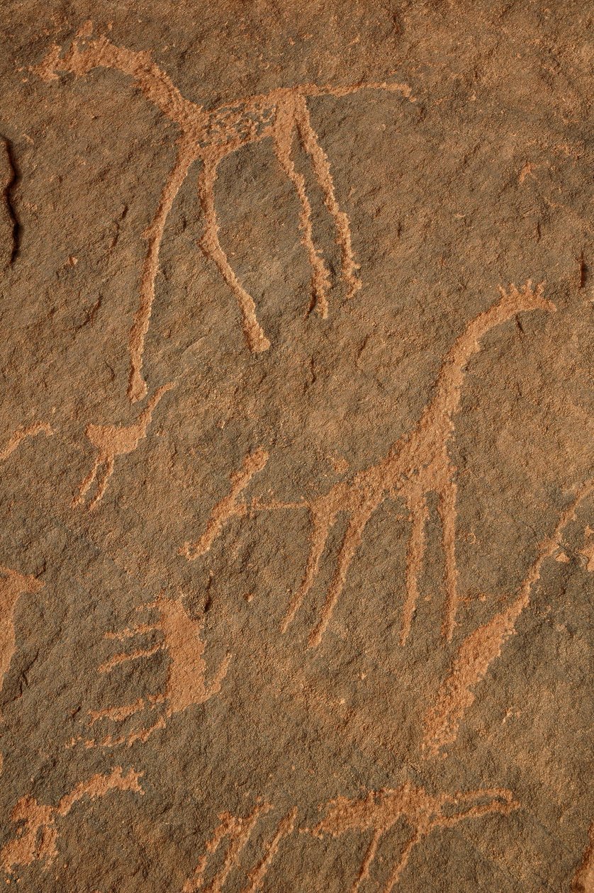 Bergkonst, förhistoria: Gravering av giraffer, strutsar, andra djur och karaktärer i Uweinat-massivet, Sudan (Karkur-Talh eller Karkur Talh). Period från 8000 till 3000 år f.Kr. Fotografi av Unbekannt