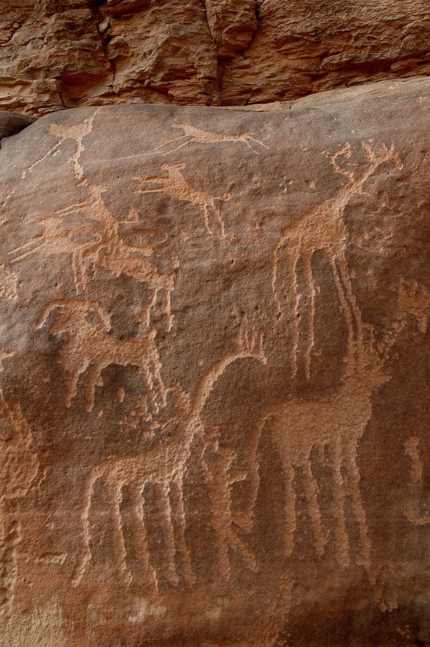 Bergkonst, förhistoria: Gravering av giraffer, strutsar, får, hund och karaktär i Uweinat-massivet, Sudan (Karkur-Talh eller Karkur Talh). Period från 8000 till 3000 år f.Kr. Fotografi av Unbekannt